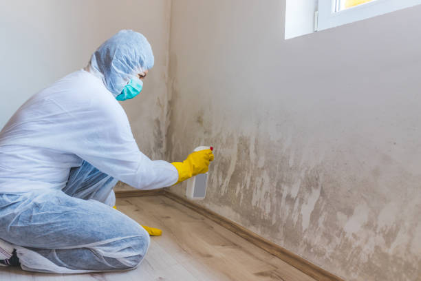 Licensed Mold Removal service in Coal Township, PA - WQB Mold Removal