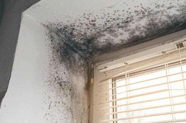 Affordable Mold Removal solutions in Coal Township, PA